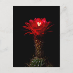 Carte Postale Fleur de cactus à torche rouge