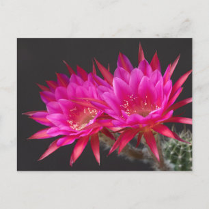 Carte Postale Fleur de cactus d'antimatière fois deux