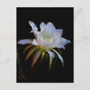 Carte Postale Fleur de cactus élégante Reine de la Nuit