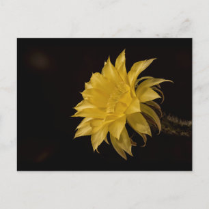 Carte Postale Fleur de cactus jaune en fleurs