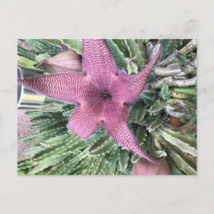 Carte Postale Fleur de cactus pourpre