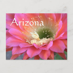 Carte Postale Fleur de cactus rose dans le désert