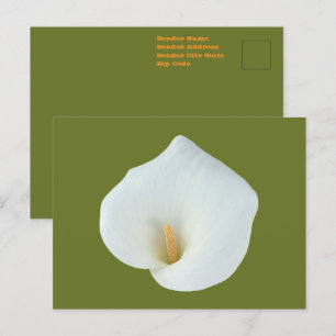Carte Postale Fleur de calla blanc dans le jardin de la cour arr