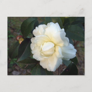 Carte Postale fleur de camélia blanche