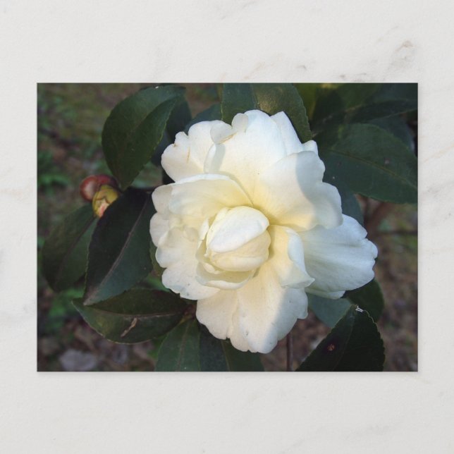 Carte Postale fleur de camélia blanche (Devant)