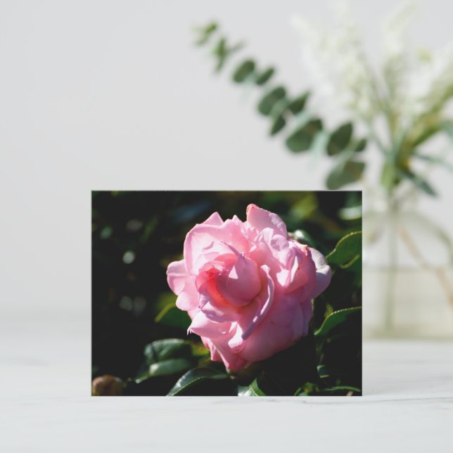Carte Postale Fleur de Camelia rose (Debout devant)