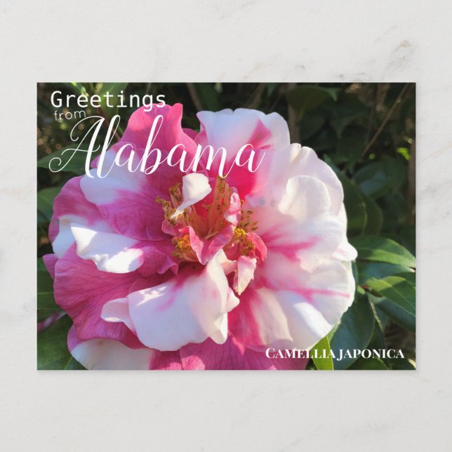 Carte Postale Fleur de Camellia Alabama (Devant)