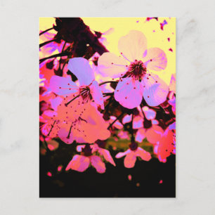 Carte Postale Fleur de cerisier rose chaud