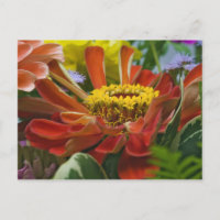 fleur de chrysanthème