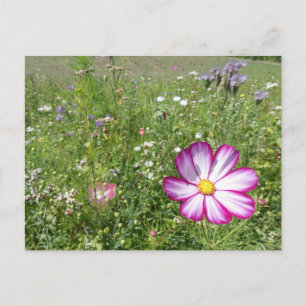 Carte Postale Fleur de Cosmea en Fleurs sauvages Champ do-it-you