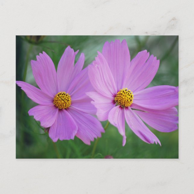 Carte Postale Fleur de cosmos (Devant)