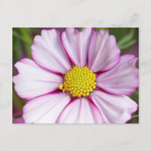 Carte Postale Fleur de Cosmos (bidens formosa)