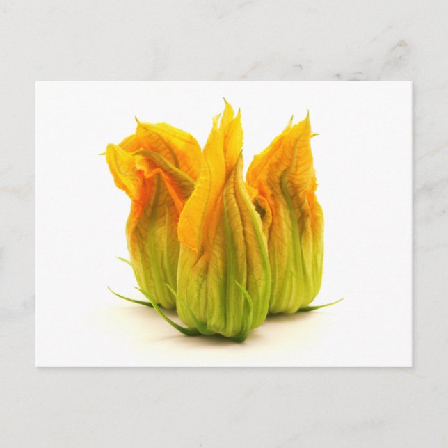 Carte Postale Fleur de courgette jaune (Devant)