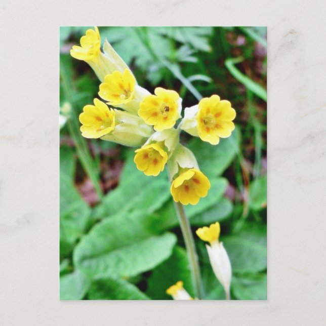 Carte Postale Fleur de cowslip (Devant)