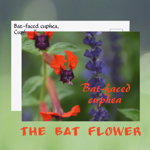 Carte Postale Fleur de cuphea au visage de chauve-souris Photogr