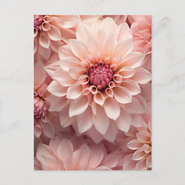 Carte Postale fleur de dahlia aux couleurs pastel douces (Devant)