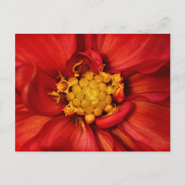 Carte Postale Fleur de Dahlia Orange (Devant)