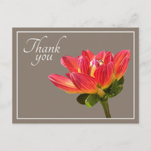 Carte Postale Fleur de dahlia rouge Fond taupe Merci