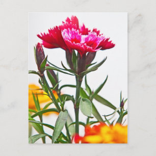 Carte Postale Fleur de Dianthus