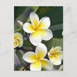 Carte Postale Fleur de frangipanier Îles Cook
