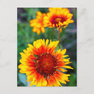 Carte Postale Fleur de gaillarde alias Susan aux yeux bruns dans
