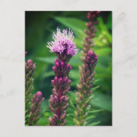Fleur de gayfeather de cattail. Poster brillant