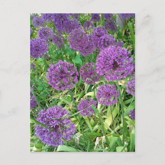 Carte Postale Fleur de jardin violet Alliums (Devant)