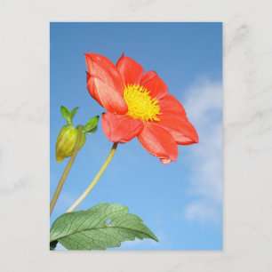Carte Postale Fleur de la Fleur de Fraisier Rouge Simple