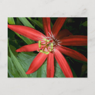 Carte Postale Fleur de la passion rouge