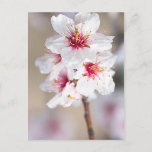 Carte Postale Fleur de l'amandier