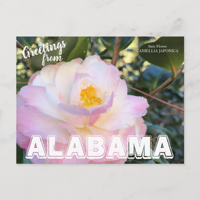 Carte Postale Fleur de l'état de l'Alabama, Camellia Postcard (Devant)