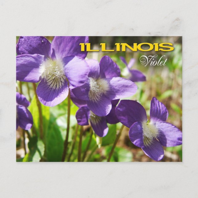 Carte Postale Fleur de l'État de l'Illinois : Violet (Devant)