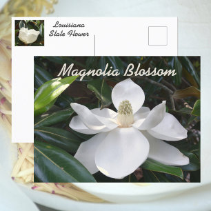 Carte Postale Fleur de l'État de Louisiane Magnolia blanc photog