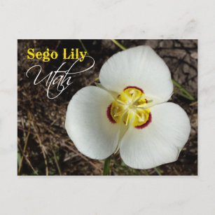 Carte Postale Fleur de l'État de l'Utah : Sego Lily