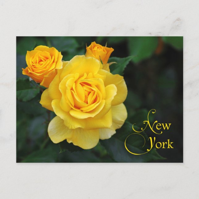Carte Postale Fleur de l'État de New York : Rose (Devant)