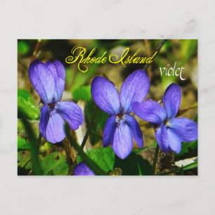 Carte Postale Fleur de l'État de Rhode Island : Violet