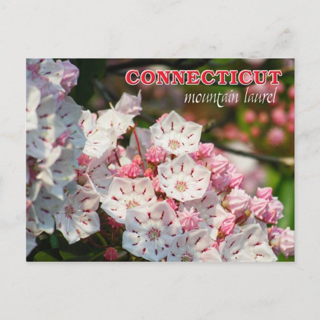 Carte Postale Fleur de l'État du Connecticut : Mountain Laurel (Devant)