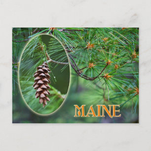 Carte Postale Fleur de l'État du Maine : cône et pompon de pin b