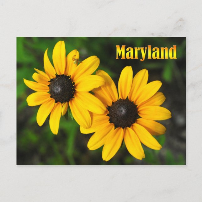 Carte Postale Fleur de l'état du Maryland : Susan aux yeux noirs (Devant)