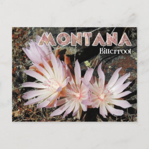 Carte Postale Fleur de l'état du Montana : Bitterroot