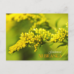 Carte Postale Fleur de l'État du Nebraska : Goldenrod