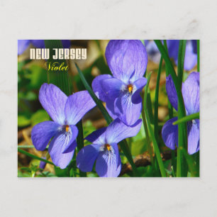 Carte Postale Fleur de l'État du New Jersey : Violet
