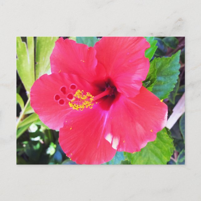Carte Postale Fleur de l'Hibiscus rouge d'Hawaï (Devant)