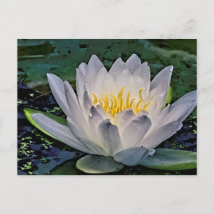 Carte Postale Fleur de Lotus blanc brillant