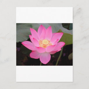 Carte Postale Fleur De Lotus Rose En Fleur