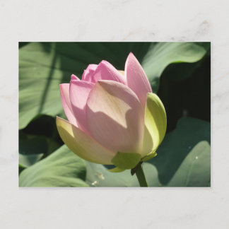 Carte Postale Fleur de Lotus rose florissante été