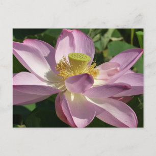 Carte Postale Fleur de Lotus rose II Floral d'été
