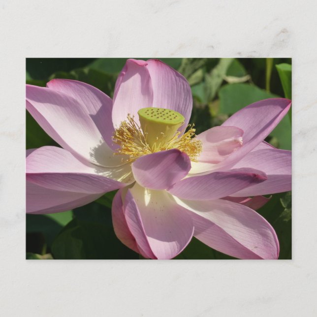 Carte Postale Fleur de Lotus rose II Floral d'été (Devant)