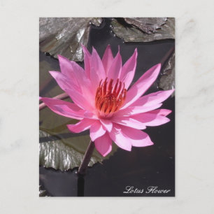 Carte Postale Fleur de Lotus rose, plantes de printemps, Nature