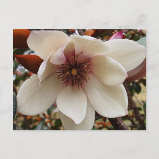 Carte Postale Fleur de Magnolia